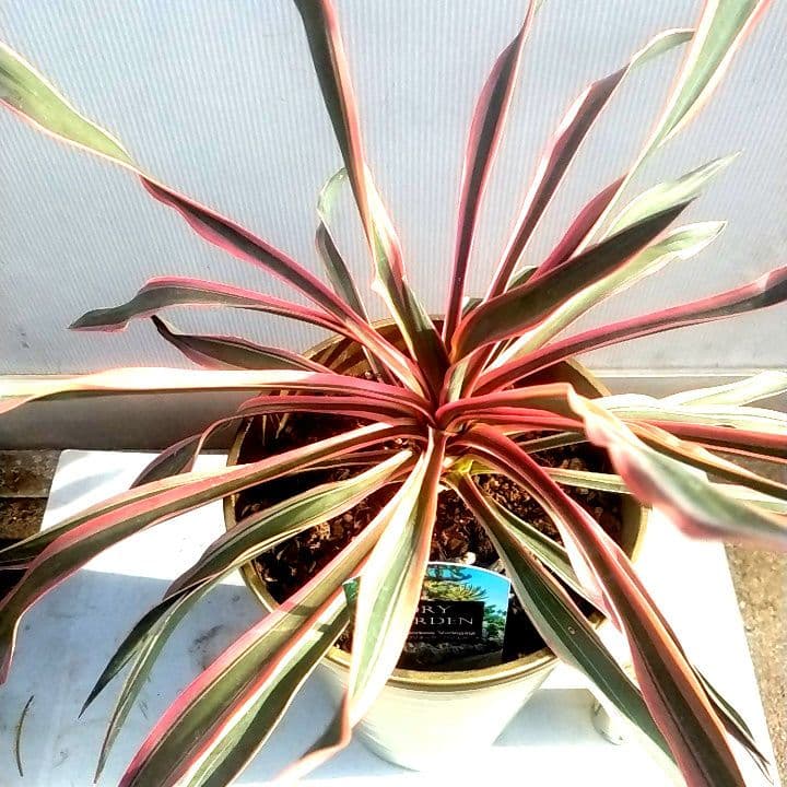 7000⤵️❇冬季紅葉庭植え推奨！ユッカ グロリオーサ バリエガータ5年物
