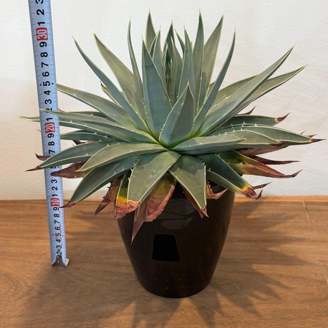 【特価】3/4まで　アロエ ポリフィラ 国内実生株 塊根植物 サボテン 多肉