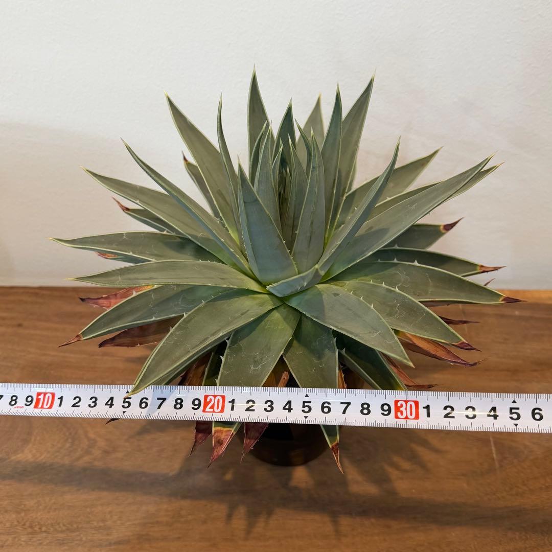 【特価】3/4まで　アロエ ポリフィラ 国内実生株 塊根植物 サボテン 多肉