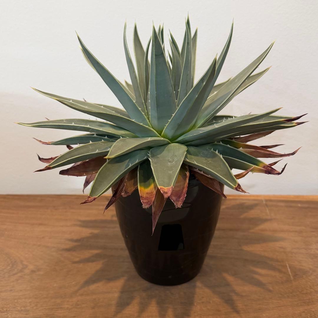 【特価】3/4まで　アロエ ポリフィラ 国内実生株 塊根植物 サボテン 多肉