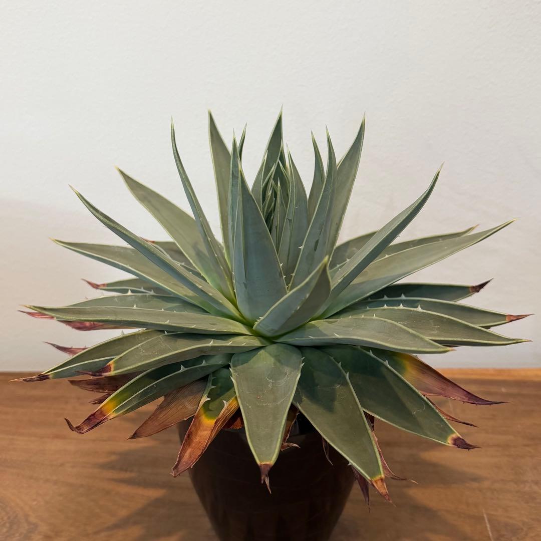 【特価】3/4まで　アロエ ポリフィラ 国内実生株 塊根植物 サボテン 多肉