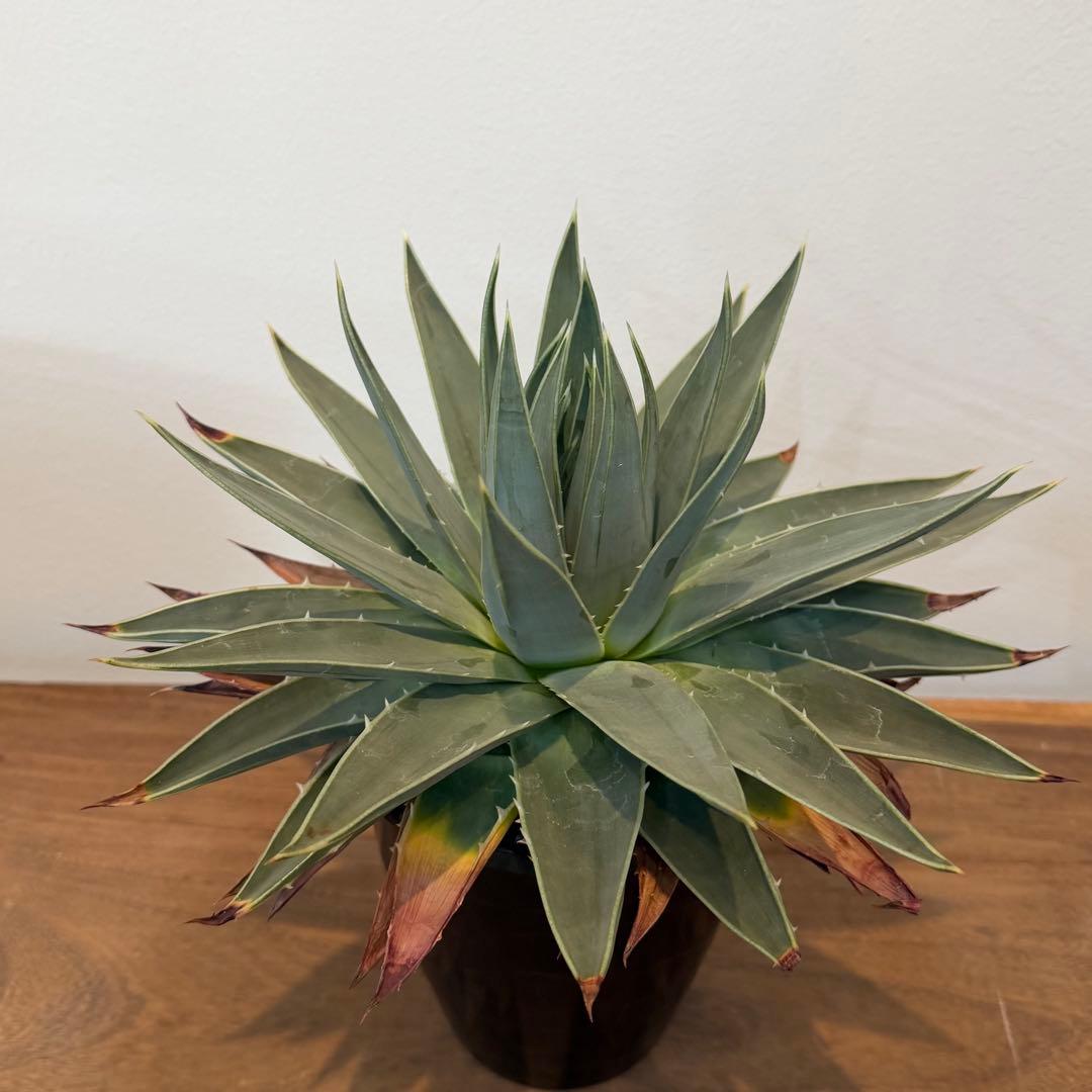 【特価】3/4まで　アロエ ポリフィラ 国内実生株 塊根植物 サボテン 多肉