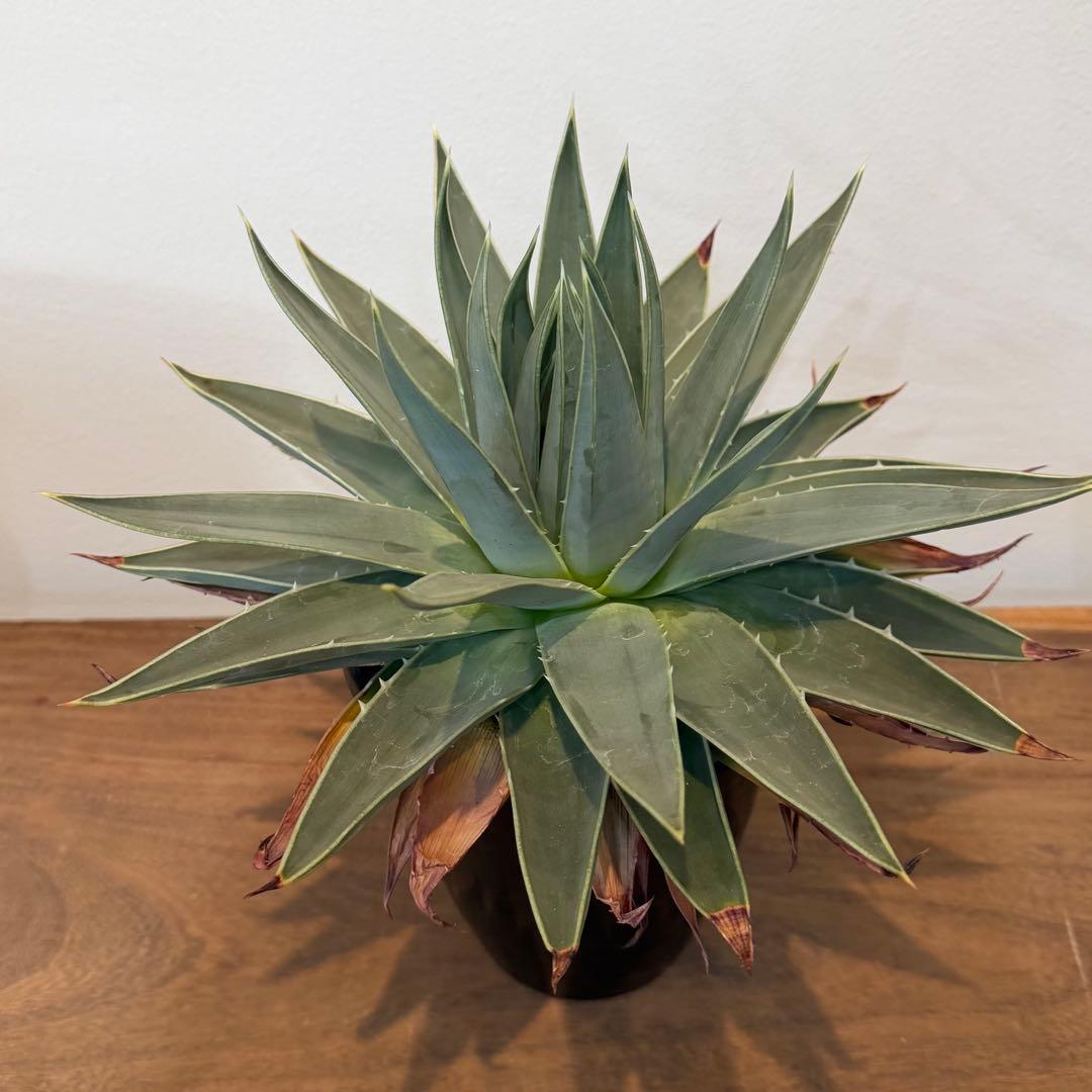 【特価】3/4まで　アロエ ポリフィラ 国内実生株 塊根植物 サボテン 多肉