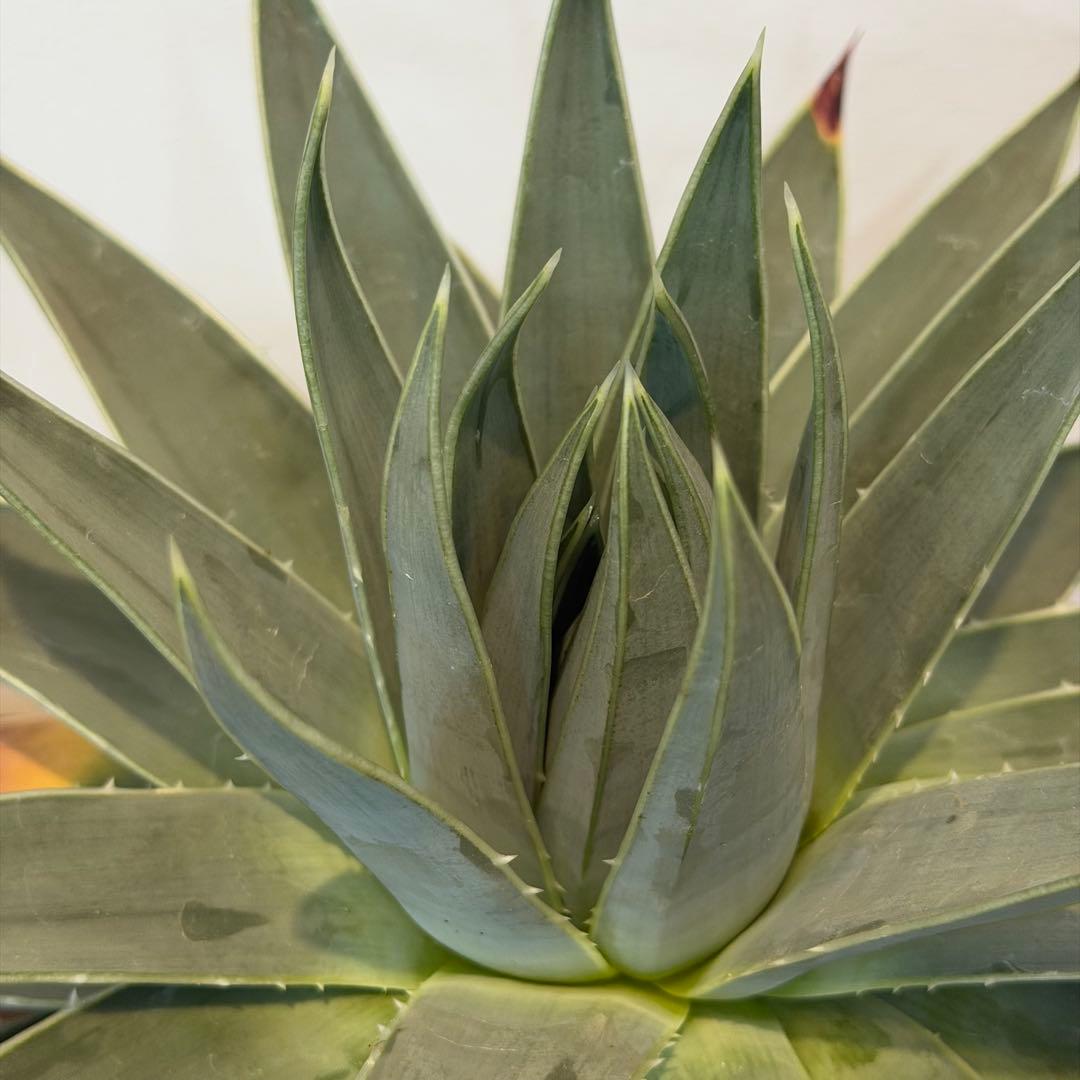 【特価】3/4まで　アロエ ポリフィラ 国内実生株 塊根植物 サボテン 多肉