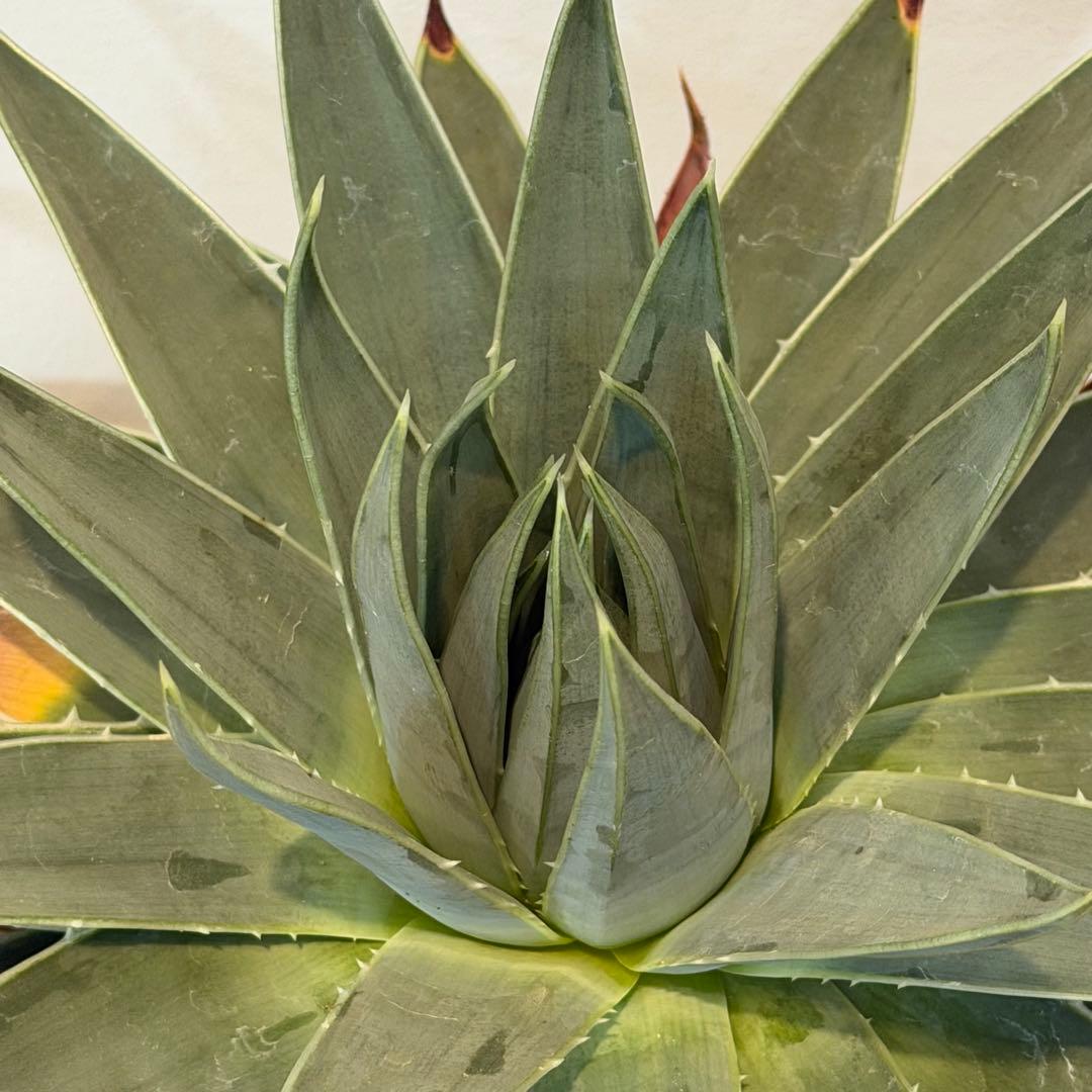 【特価】3/4まで　アロエ ポリフィラ 国内実生株 塊根植物 サボテン 多肉