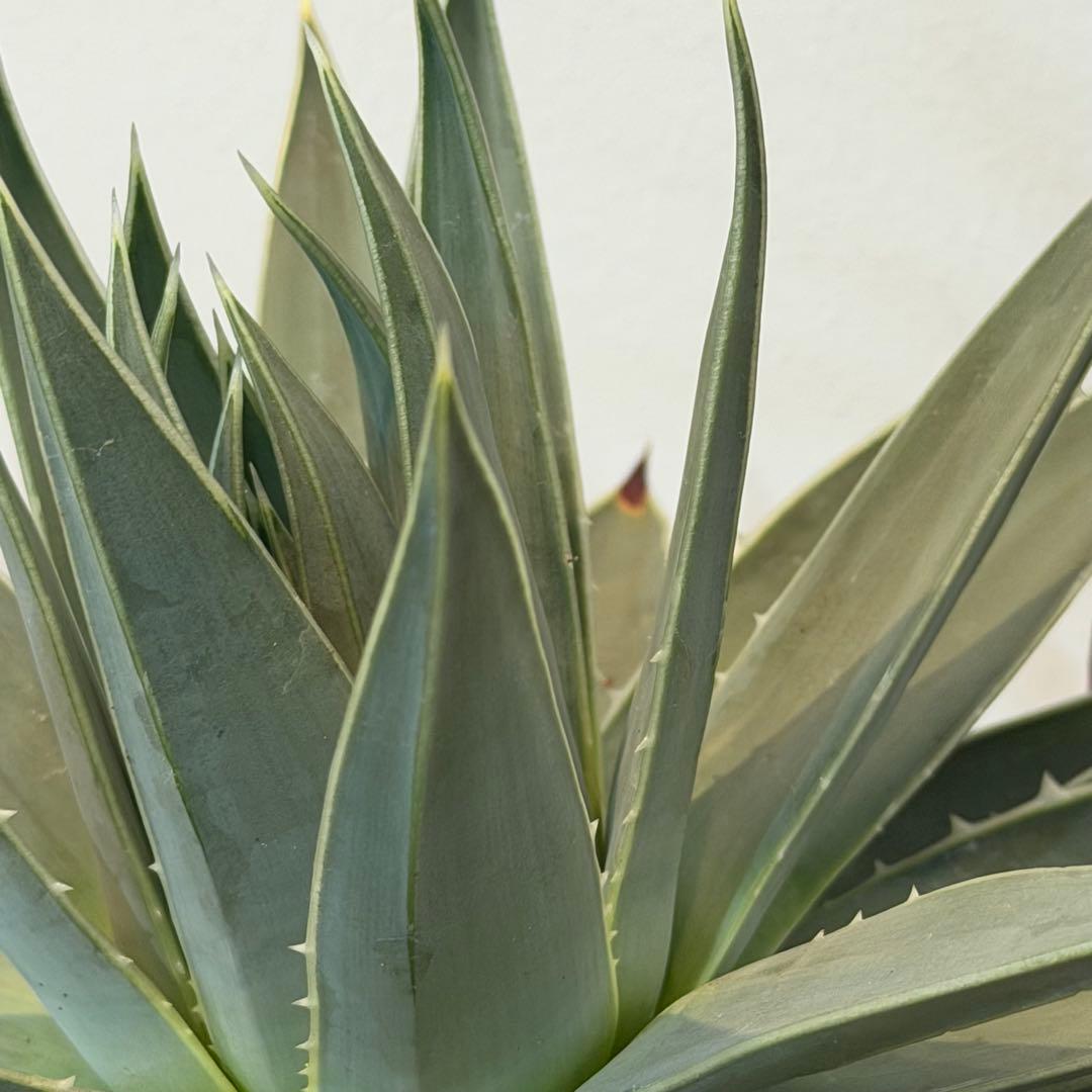 【特価】3/4まで　アロエ ポリフィラ 国内実生株 塊根植物 サボテン 多肉