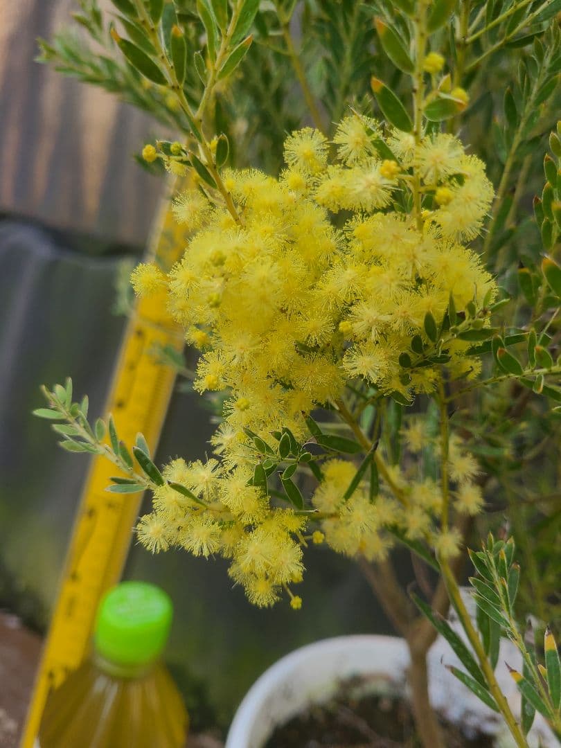 人気のアカシア「テレサ」5号鉢 大株②