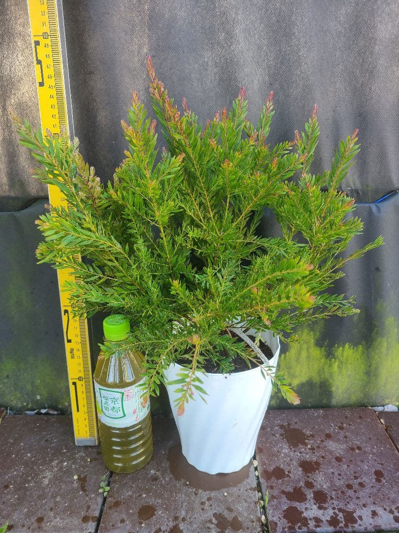 人気のアカシア「テレサ」5号鉢 大株②