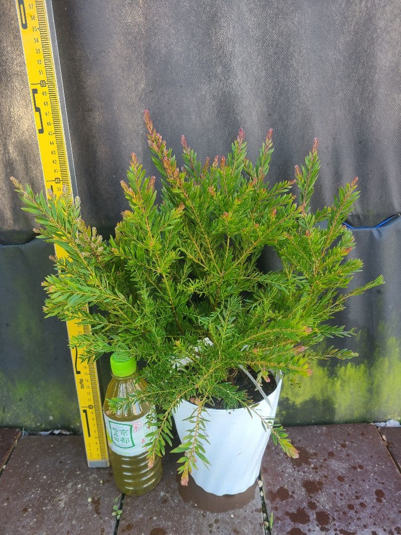 人気のアカシア「テレサ」5号鉢 大株②