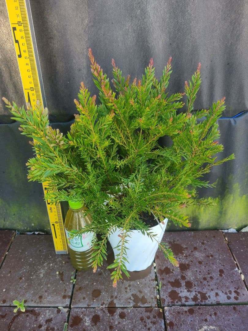 人気のアカシア「テレサ」5号鉢 大株②