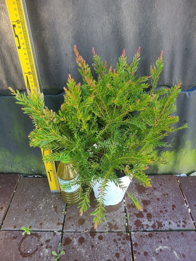 人気のアカシア「テレサ」5号鉢 大株②