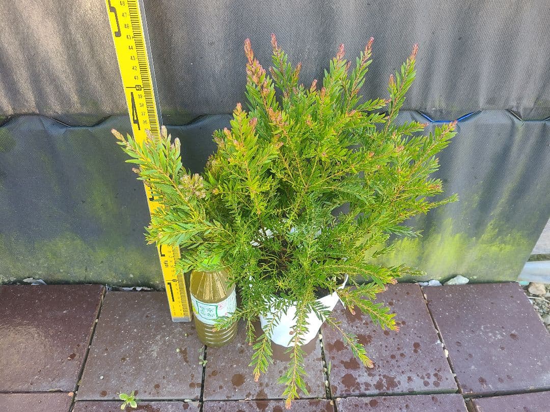 人気のアカシア「テレサ」5号鉢 大株②