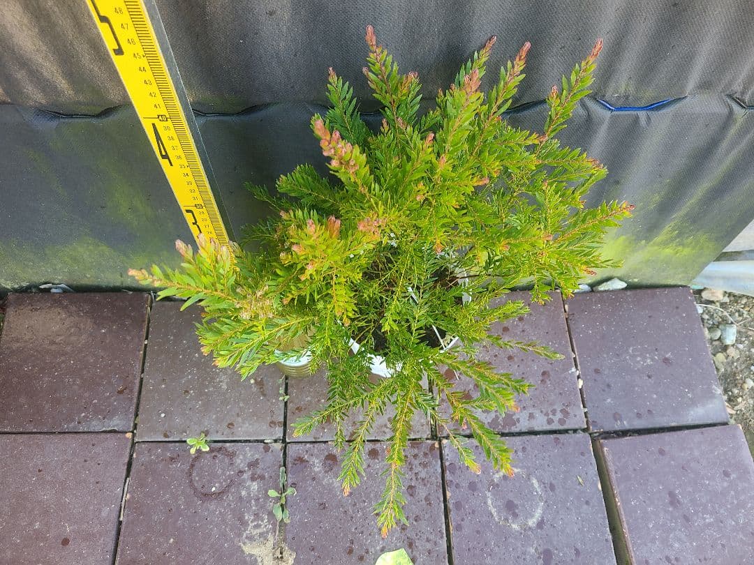 人気のアカシア「テレサ」5号鉢 大株②