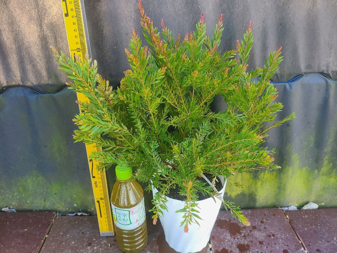 人気のアカシア「テレサ」5号鉢 大株②