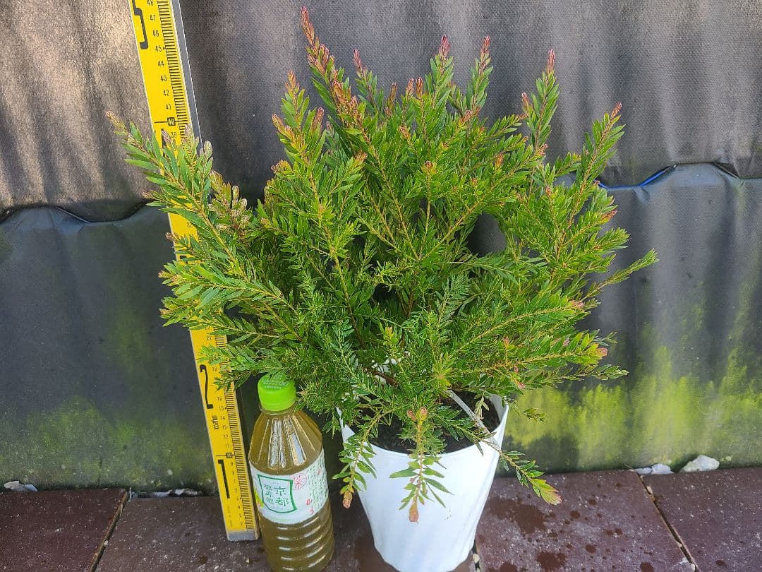 人気のアカシア「テレサ」5号鉢 大株②