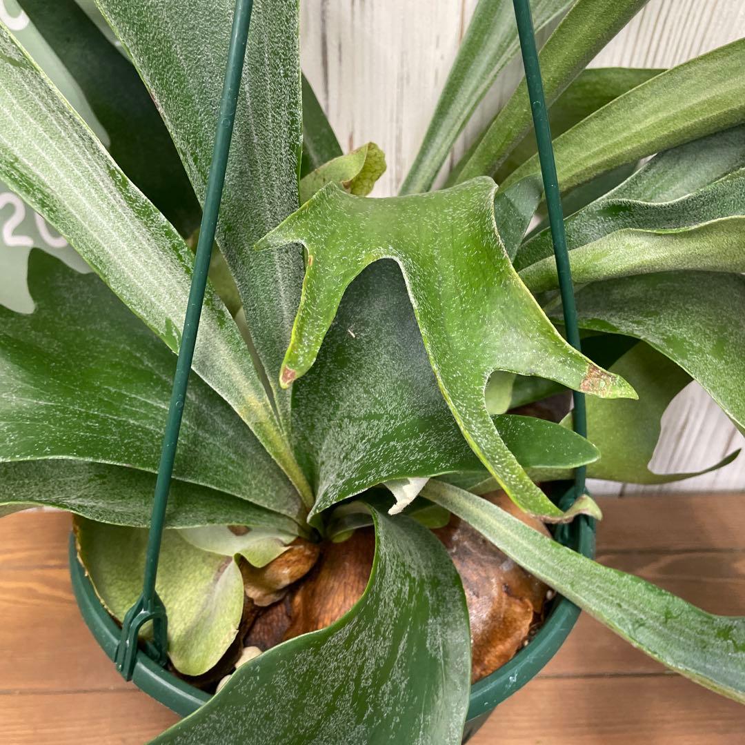 ビカクシダ 吊り鉢タイプ おしゃれ観葉植物 コウモリラン インテリアグリーン