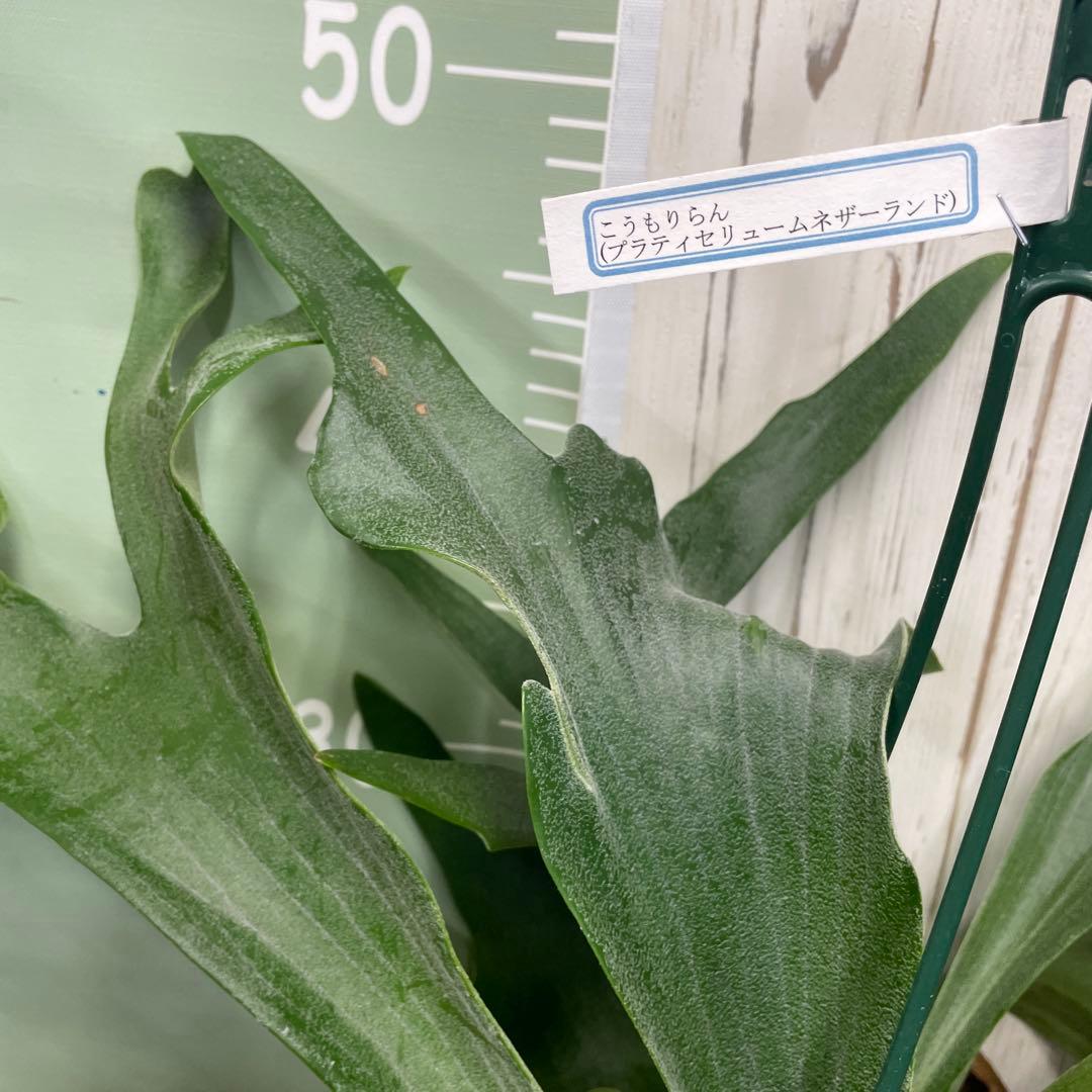 ビカクシダ 吊り鉢タイプ おしゃれ観葉植物 コウモリラン インテリアグリーン