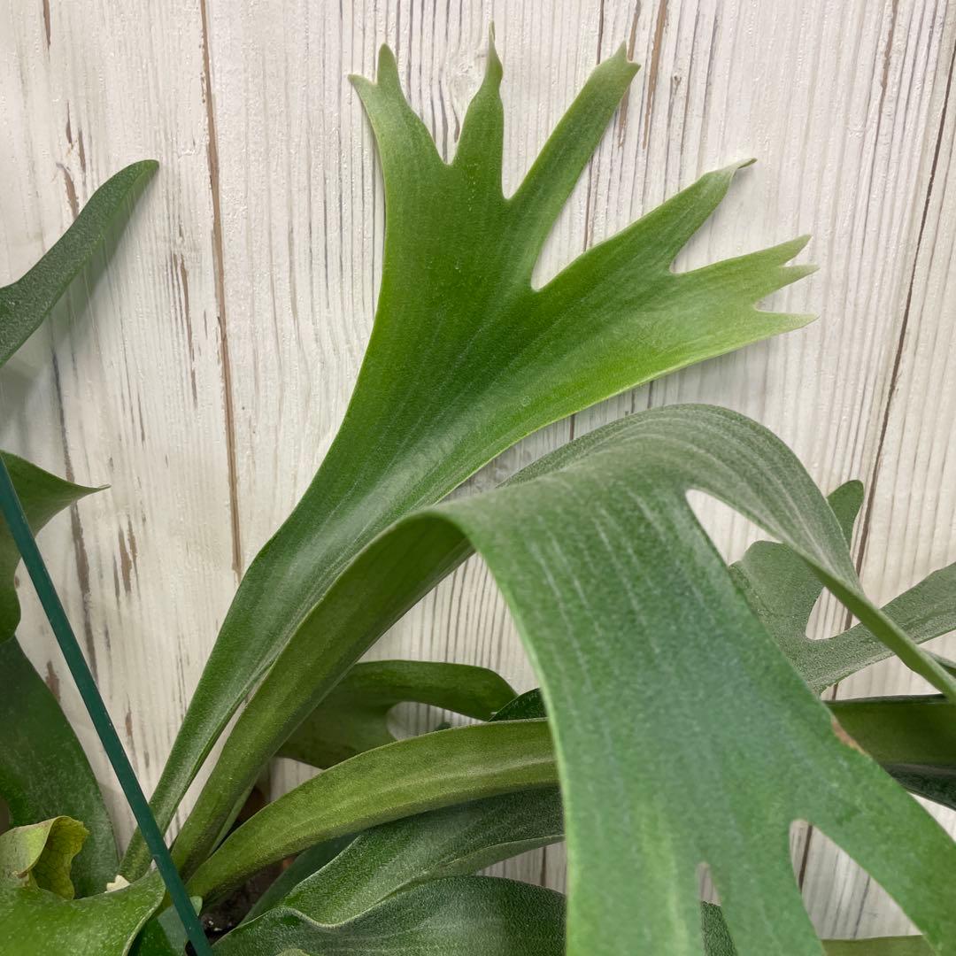 ビカクシダ 吊り鉢タイプ おしゃれ観葉植物 コウモリラン インテリアグリーン