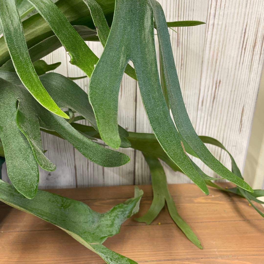 ビカクシダ 吊り鉢タイプ おしゃれ観葉植物 コウモリラン インテリアグリーン