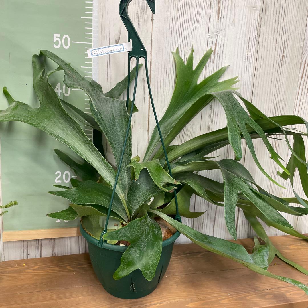 ビカクシダ 吊り鉢タイプ おしゃれ観葉植物 コウモリラン インテリアグリーン