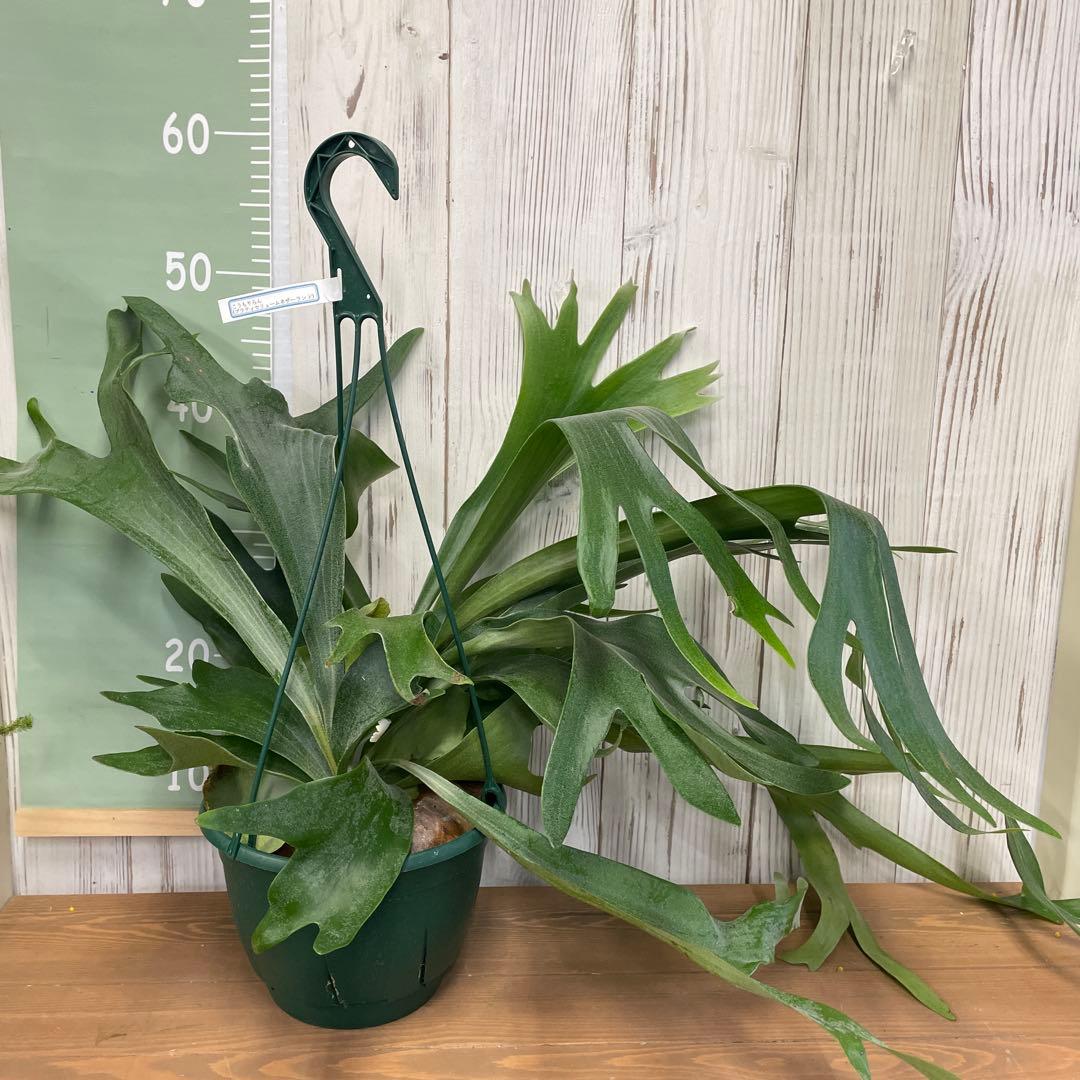 ビカクシダ 吊り鉢タイプ おしゃれ観葉植物 コウモリラン インテリアグリーン