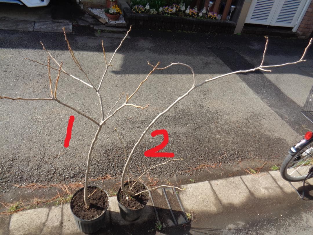 ネムノキ No.2 合歓木 ねむの木 新葉が出 東京都 引取限定 耐寒性