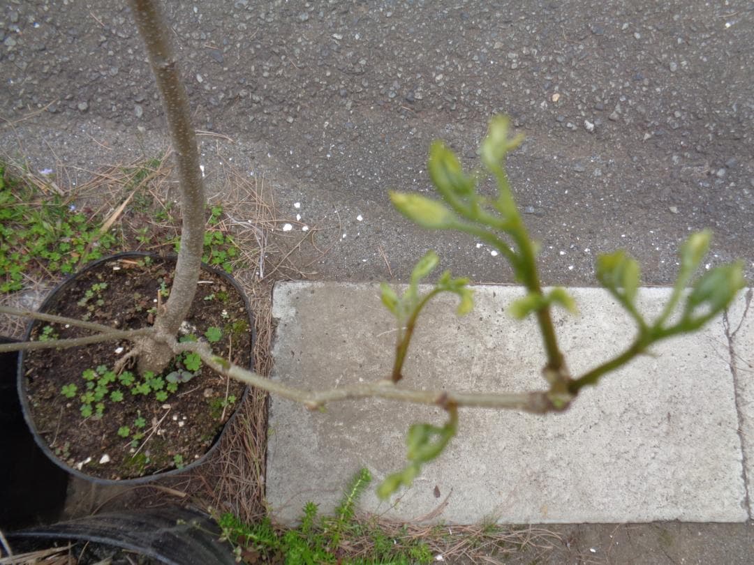 ネムノキ No.2 合歓木 ねむの木 新葉が出 東京都 引取限定 耐寒性