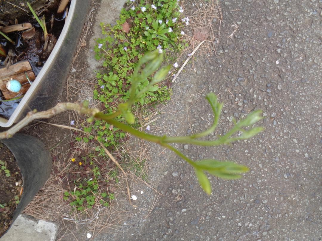 ネムノキ No.2 合歓木 ねむの木 新葉が出 東京都 引取限定 耐寒性