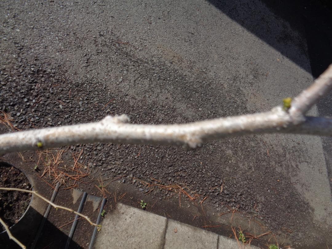 ネムノキ No.2 合歓木 ねむの木 新葉が出 東京都 引取限定 耐寒性