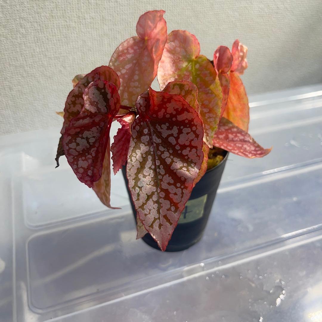 4 Begonia  Capped pink ベゴニア スノーキャップド