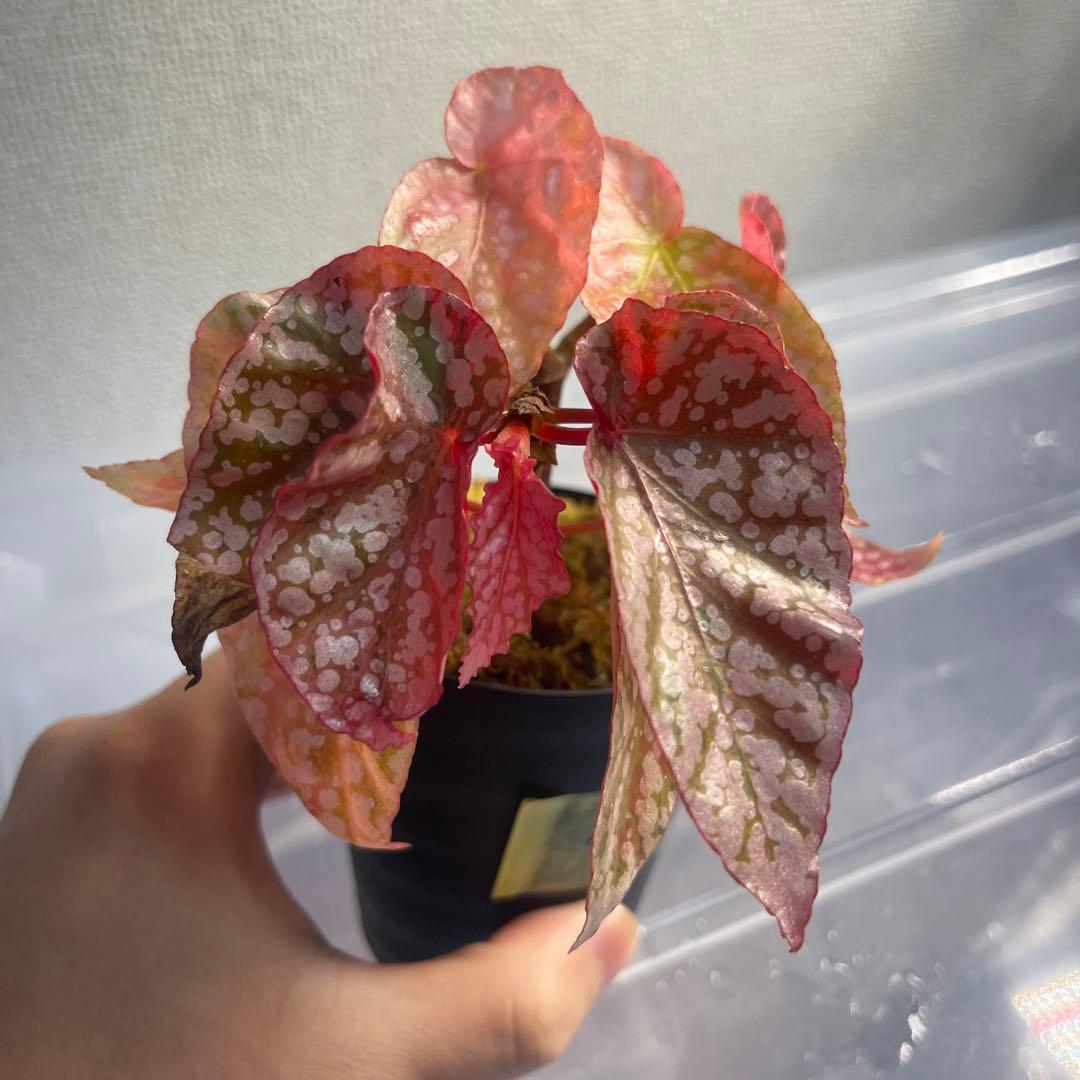 4 Begonia  Capped pink ベゴニア スノーキャップド