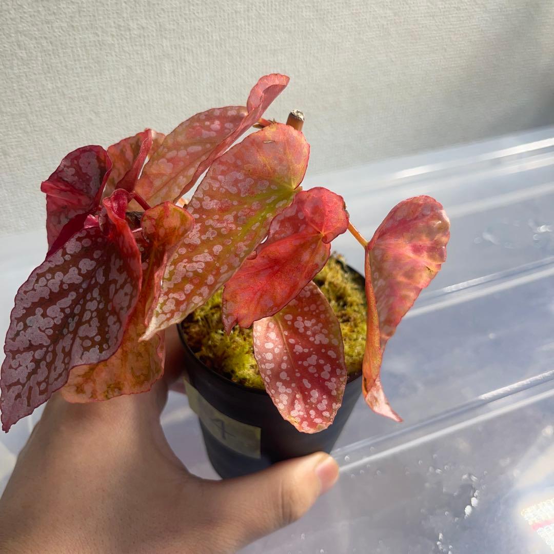 4 Begonia  Capped pink ベゴニア スノーキャップド