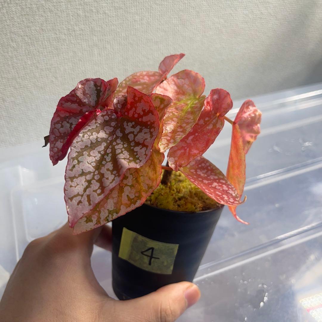 4 Begonia  Capped pink ベゴニア スノーキャップド