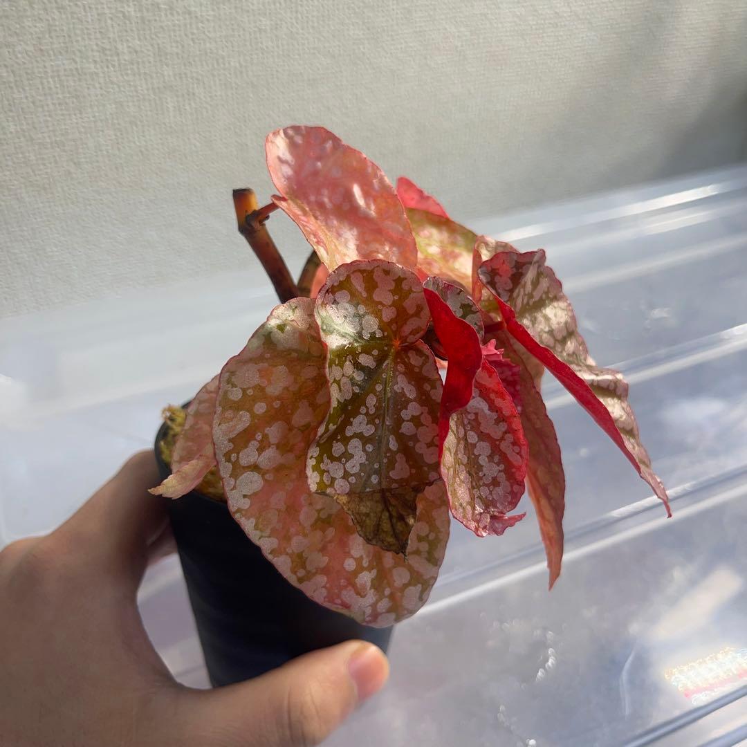 4 Begonia  Capped pink ベゴニア スノーキャップド