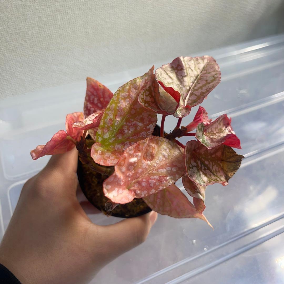 4 Begonia  Capped pink ベゴニア スノーキャップド