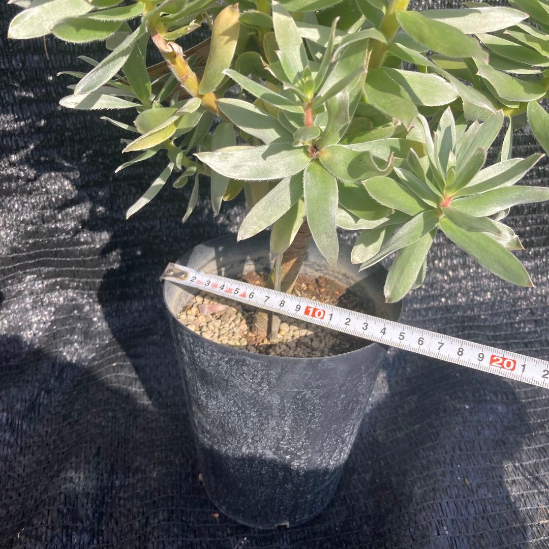 ②*:ஐ白く光るシルバーリーフが魅力‼︎*:ஐ【ミメテス・シルバー】苗木・５号