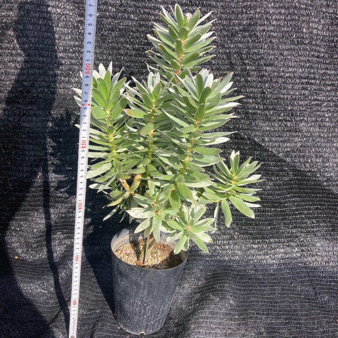 ②*:ஐ白く光るシルバーリーフが魅力‼︎*:ஐ【ミメテス・シルバー】苗木・５号