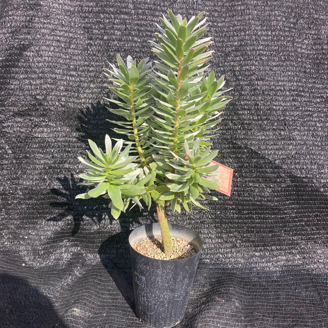 ②*:ஐ白く光るシルバーリーフが魅力‼︎*:ஐ【ミメテス・シルバー】苗木・５号