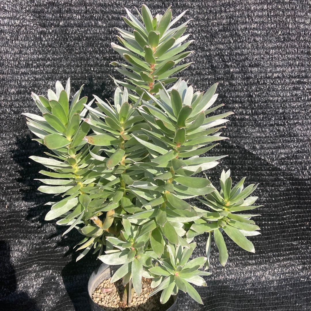 ②*:ஐ白く光るシルバーリーフが魅力‼︎*:ஐ【ミメテス・シルバー】苗木・５号