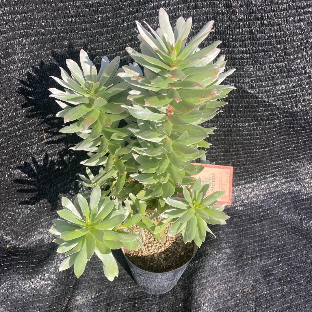 ②*:ஐ白く光るシルバーリーフが魅力‼︎*:ஐ【ミメテス・シルバー】苗木・５号