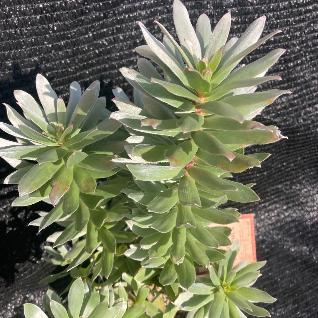 ②*:ஐ白く光るシルバーリーフが魅力‼︎*:ஐ【ミメテス・シルバー】苗木・５号