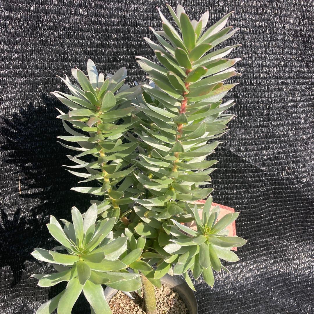 ②*:ஐ白く光るシルバーリーフが魅力‼︎*:ஐ【ミメテス・シルバー】苗木・５号