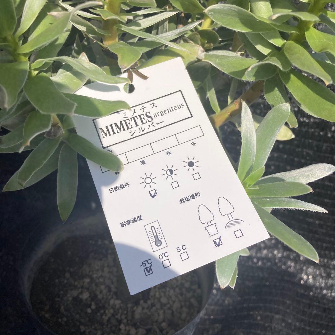 ②*:ஐ白く光るシルバーリーフが魅力‼︎*:ஐ【ミメテス・シルバー】苗木・５号