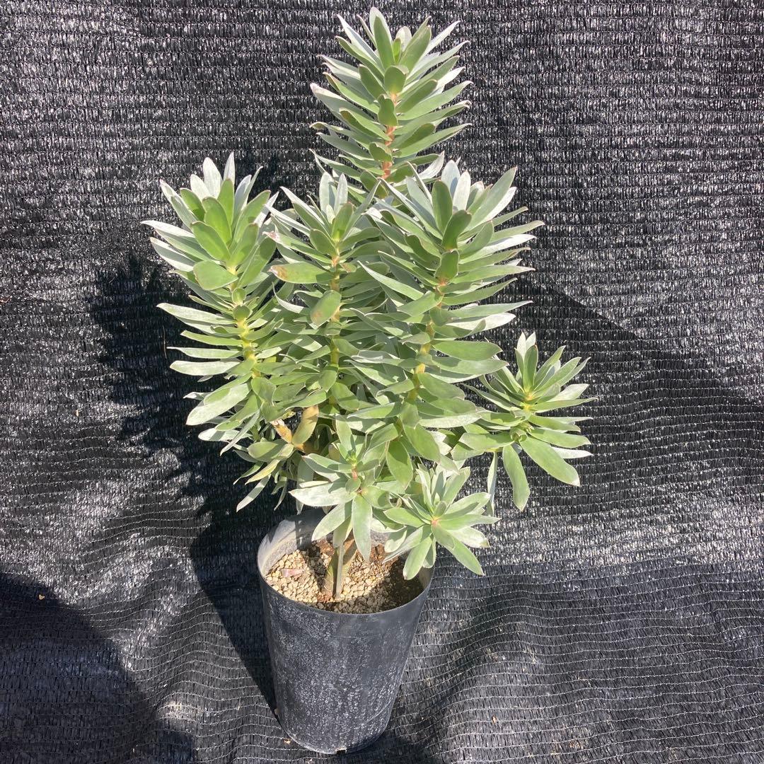 ②*:ஐ白く光るシルバーリーフが魅力‼︎*:ஐ【ミメテス・シルバー】苗木・５号