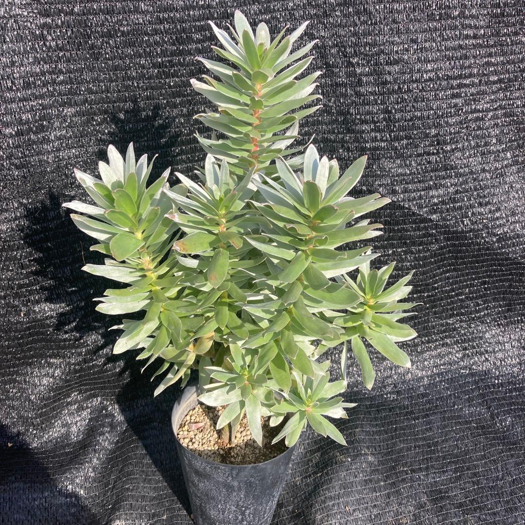 ②*:ஐ白く光るシルバーリーフが魅力‼︎*:ஐ【ミメテス・シルバー】苗木・５号