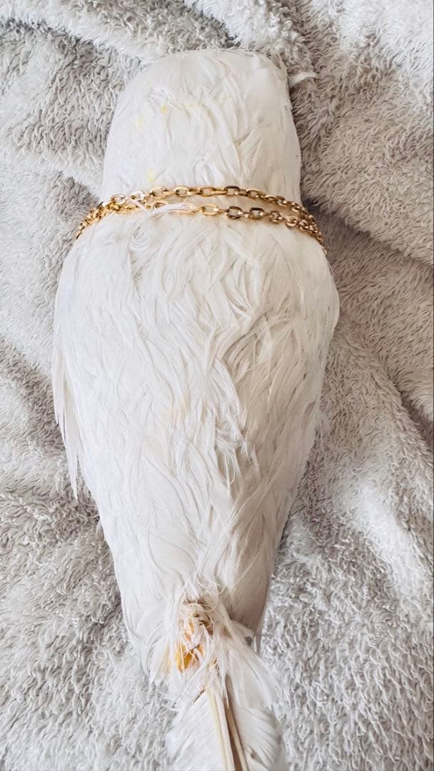 第五人格 ホワイト 占い師 コスプレ フクロウ 小道具