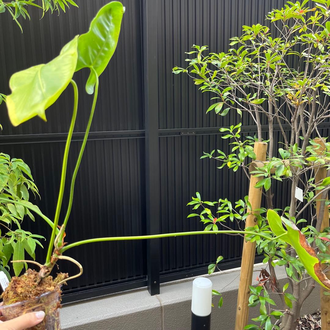 185 longissimilobum ロンギッシミロバム グアイジミ