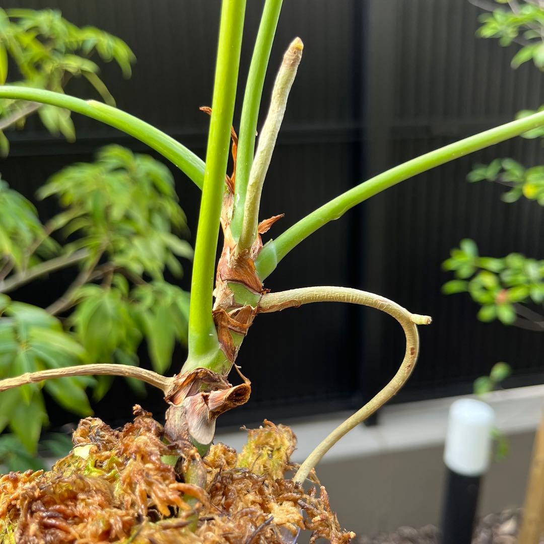 185 longissimilobum ロンギッシミロバム グアイジミ