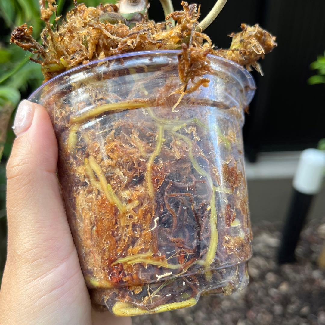 185 longissimilobum ロンギッシミロバム グアイジミ