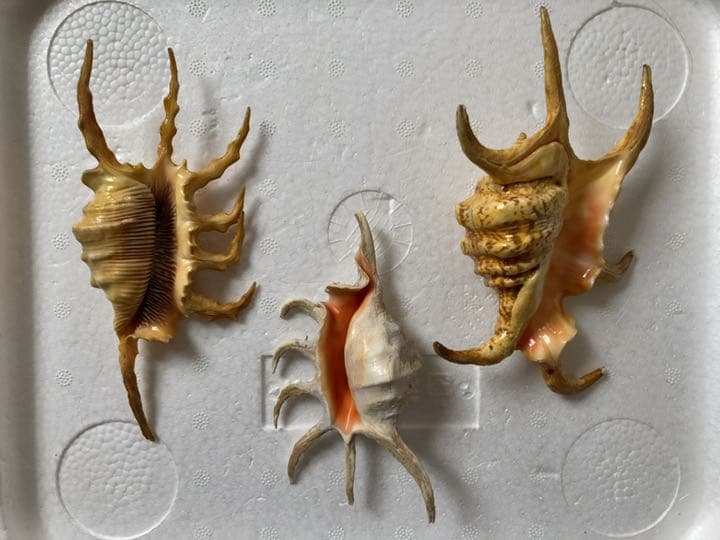 ⑤スイジガイ　クモガイ　小サイズ　石垣島